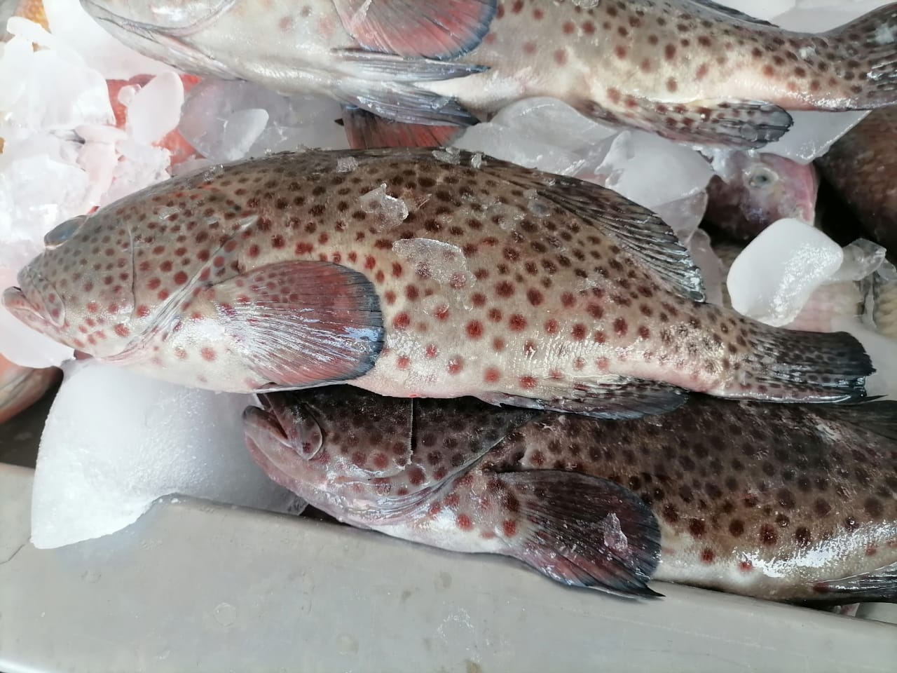 leetx-google-photo-69129-5 leetx-google-photo-69129-5