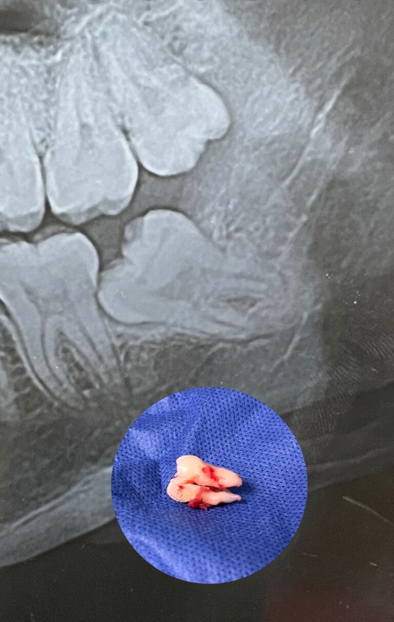 104007 cirujano dentista alba lopez cortez 768x1211