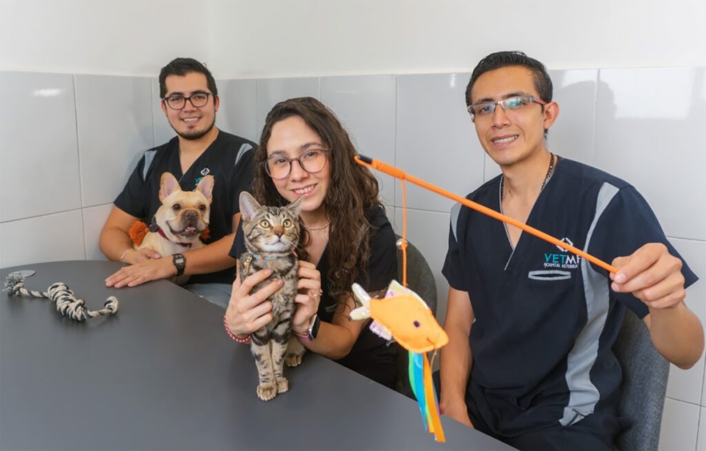 104249 vetme 8211 hospital veterinario condesa 1024x654