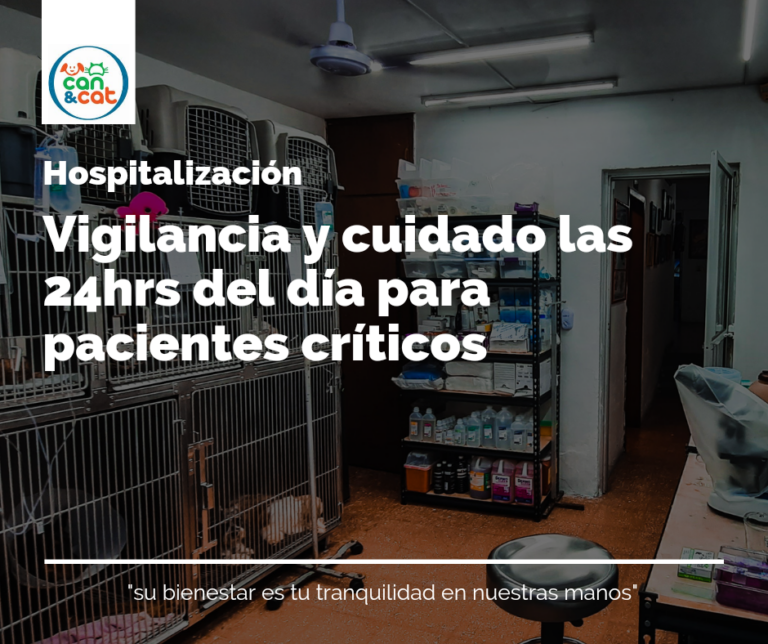 104256 hospital veterinario can cat 768x644