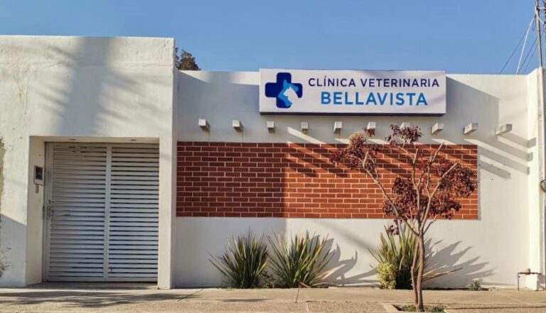 104281 clinica veterinaria bellavista 768x441