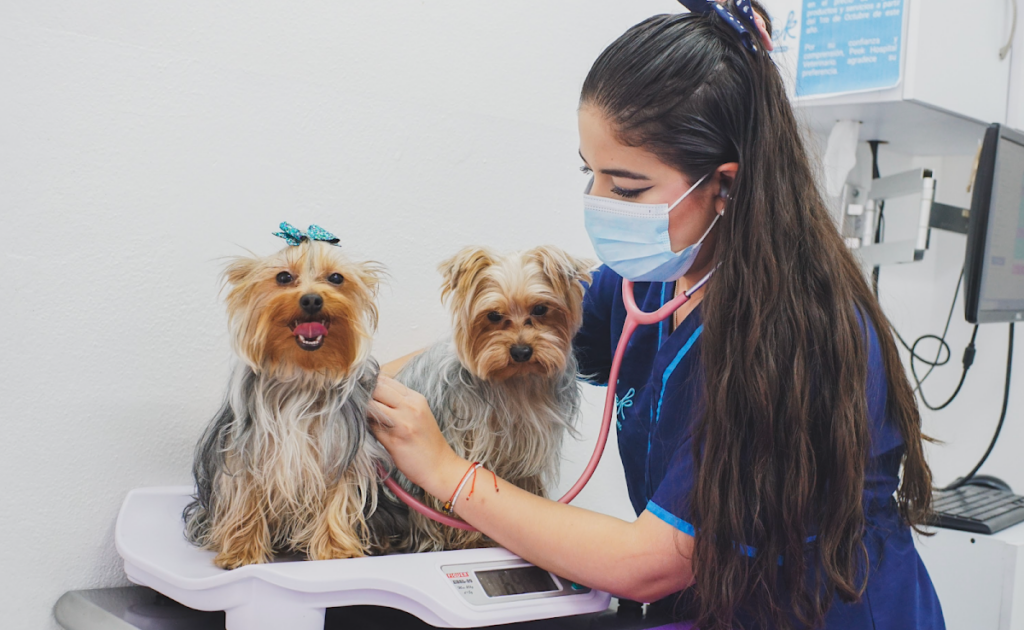 104298 peek hospital veterinario en pachuca oftalmologo veterinario en pachuca veterinaria 24 horas 1024x630