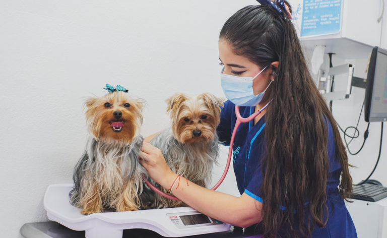 104298 peek hospital veterinario en pachuca oftalmologo veterinario en pachuca veterinaria 24 horas 768x472