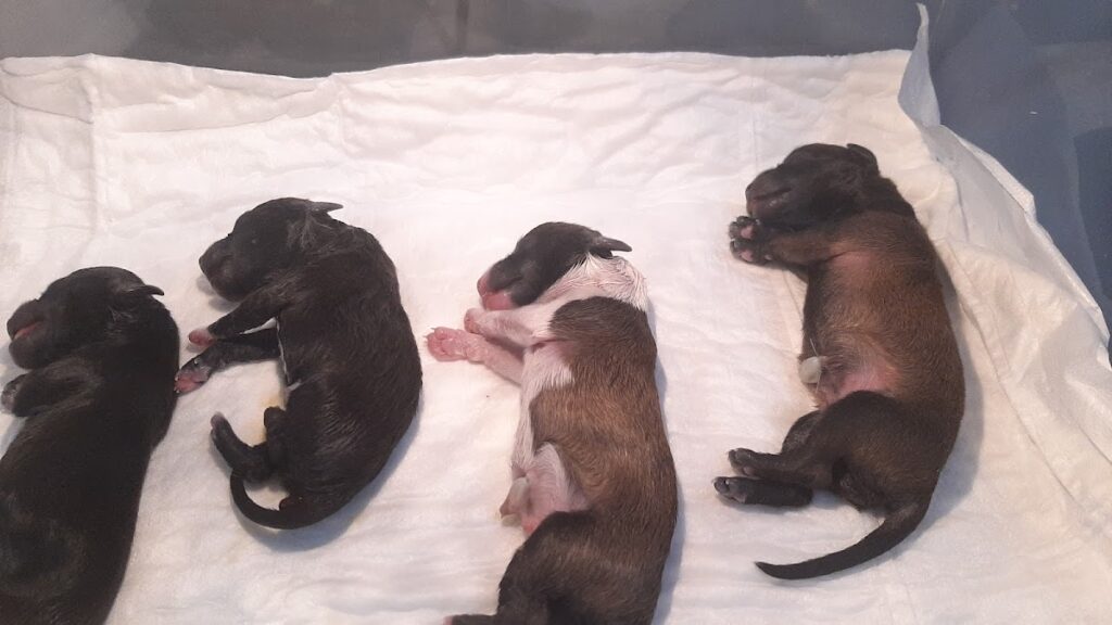 104316 veterinaria doki 1024x576