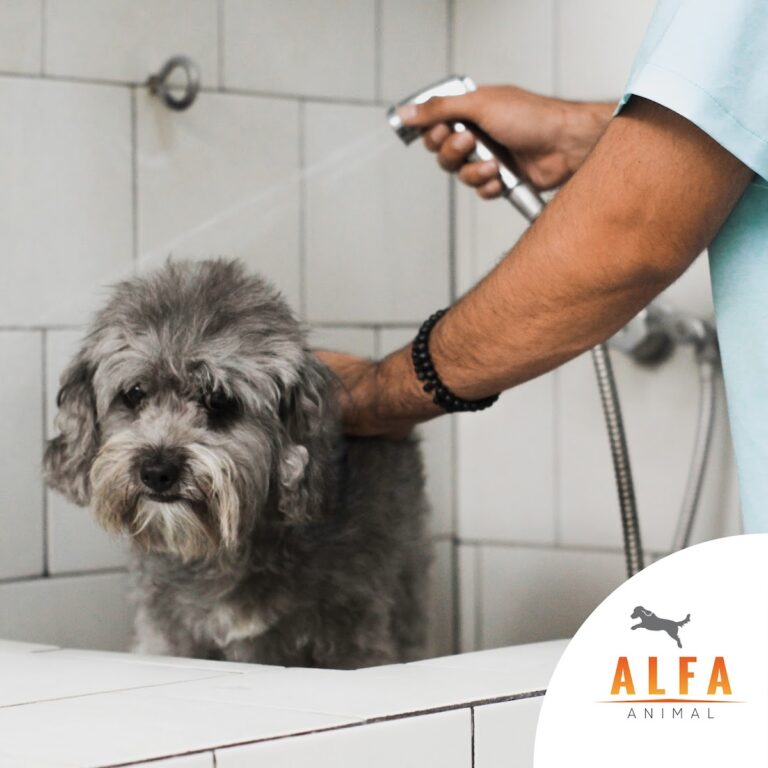 104337 alfa animal hospital veterinario 768x768