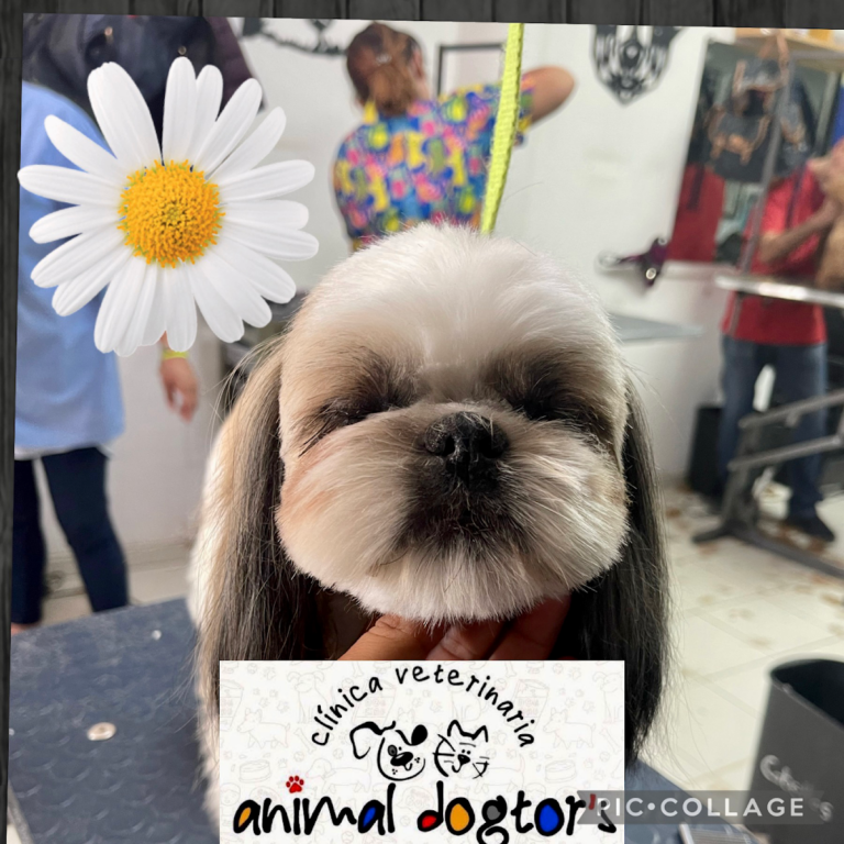 104347 clinica veterinaria animal dogtors 768x768