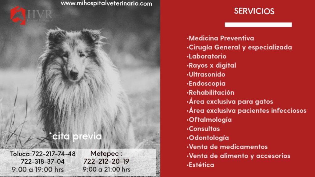 104359 hospital veterinario reynoso 1024x576