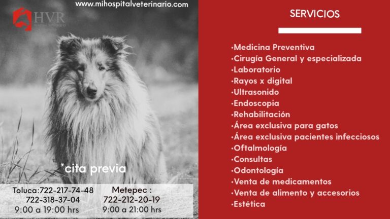 104359 hospital veterinario reynoso 768x432