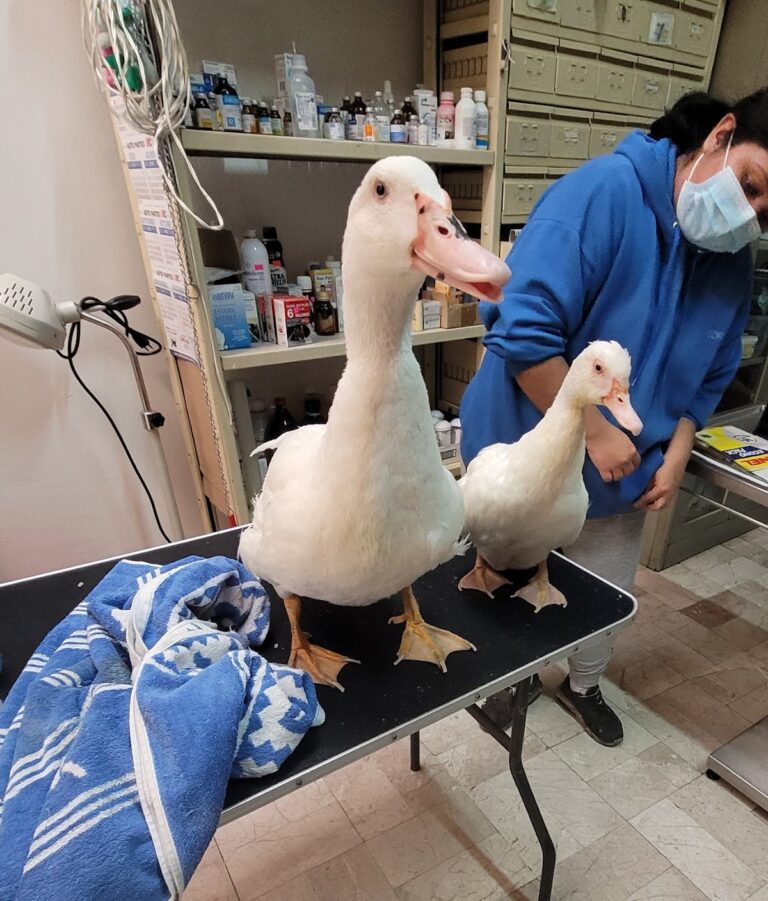 104365 veterinaria morelos 768x901