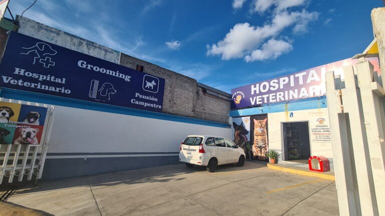 104411 hospital veterinario punto mascota 768x432