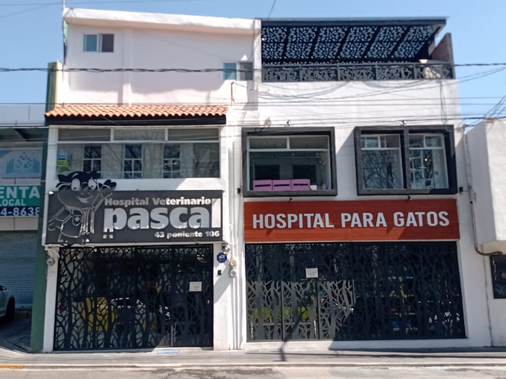 104415 pascal hospital veterinario y estetica canina 1024x768