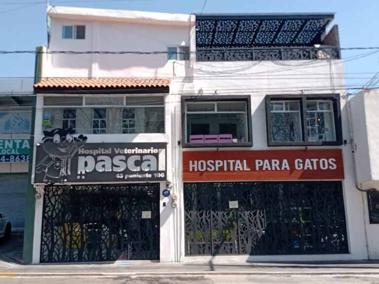 104415 pascal hospital veterinario y estetica canina 768x576