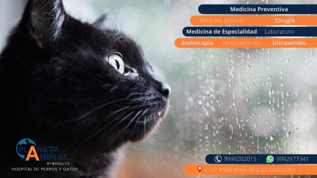 104534 medicina y cirugia para perros y gatos. planeta animal 1024x577