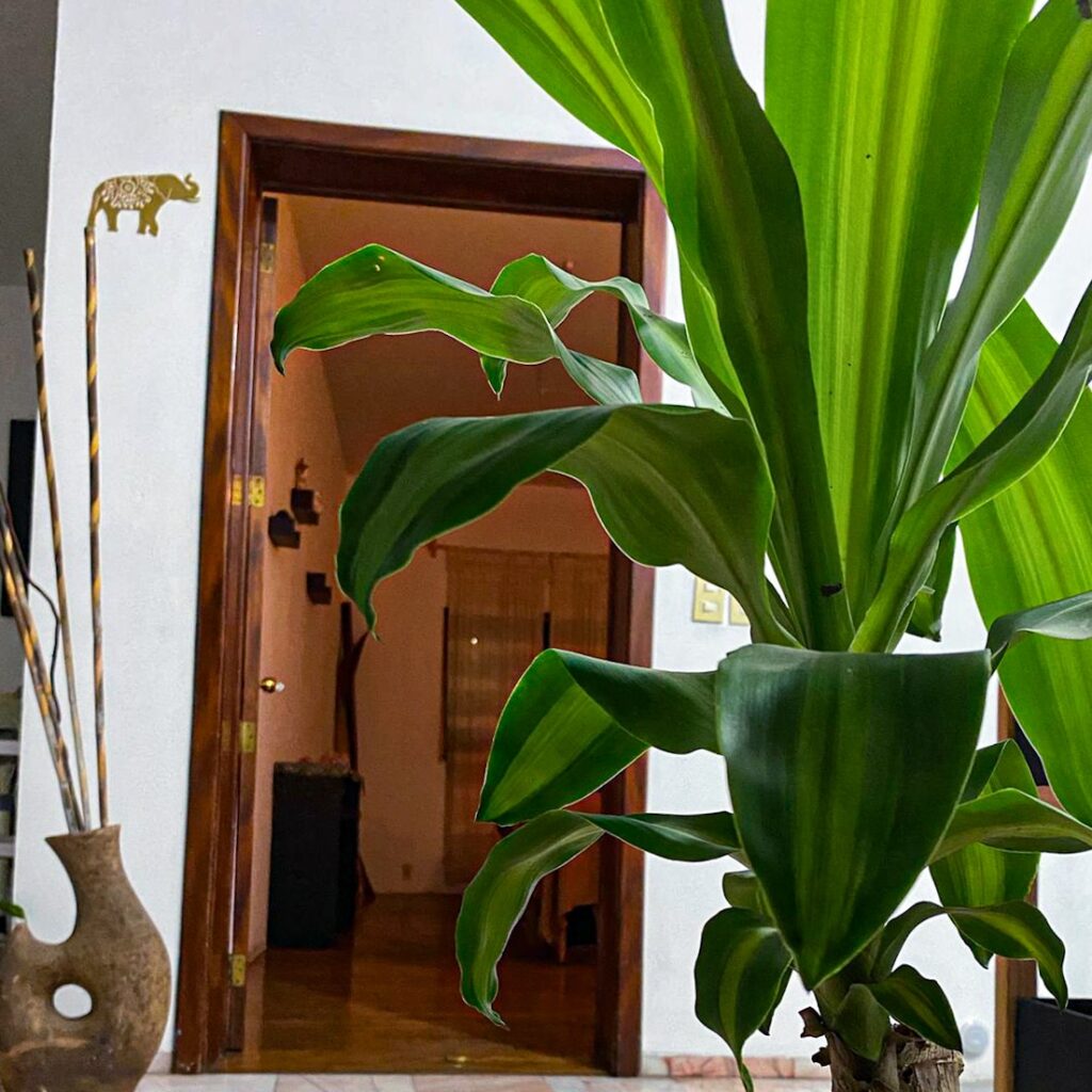 105056 chandan spa 1024x1024