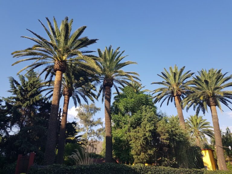 116678 hermoso jardin 768x576