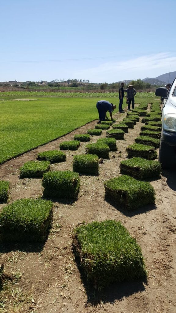 120768 jardineria morales 576x1024