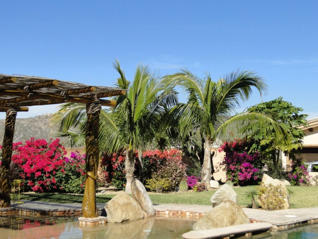 120776 los cabos landscaping 1024x769