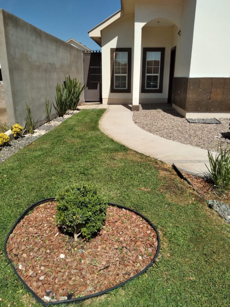120827 flor de pena jardineros y podadores de arboles en chihuahua 768x1024