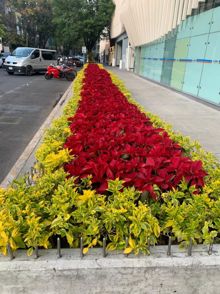 120936 jardify jardineria y paisajismo tecamachalco 768x1024
