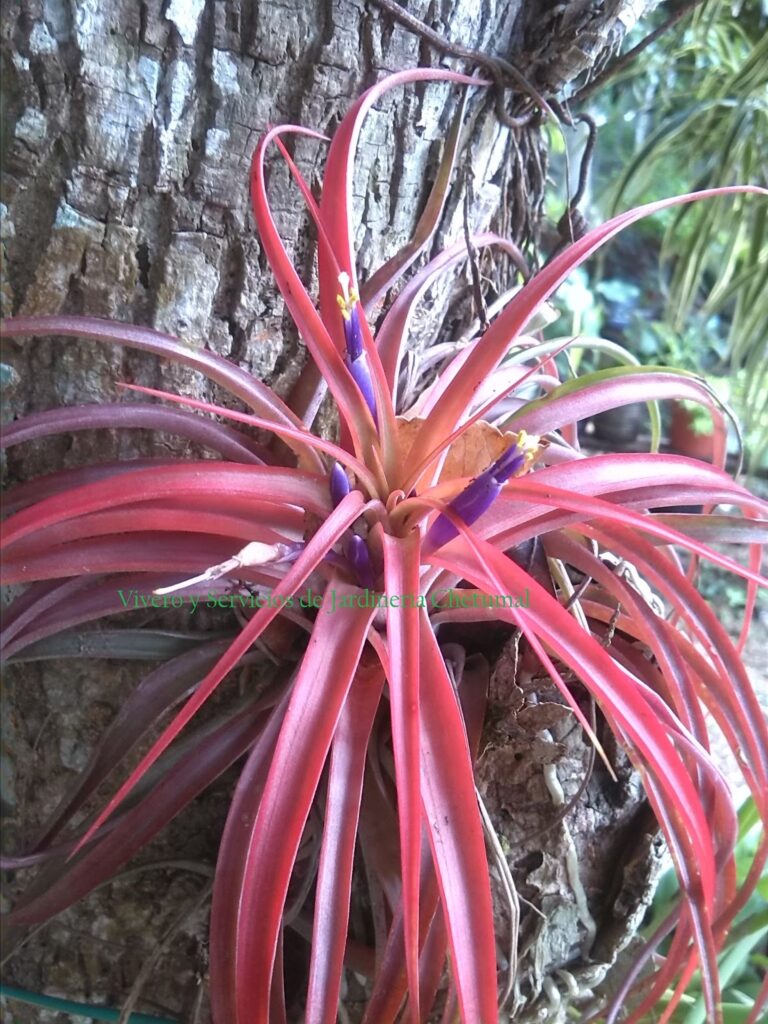 121045 vivero y servicios de jardineria chetumal 768x1024