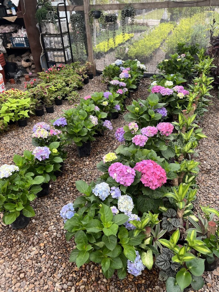 121105 vivero lozano ☀️ 768x1024