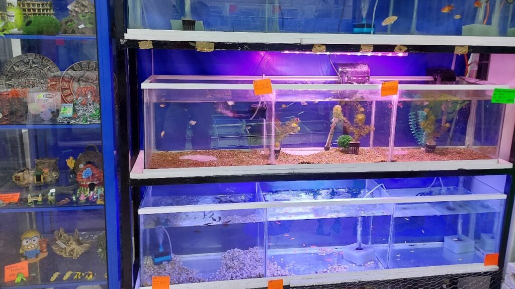 121617 acuario y mascotas campeche 1024x575