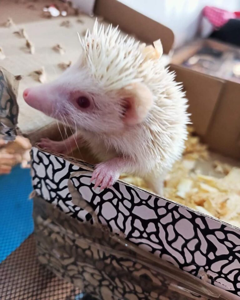 121629 mascota planeta 768x960