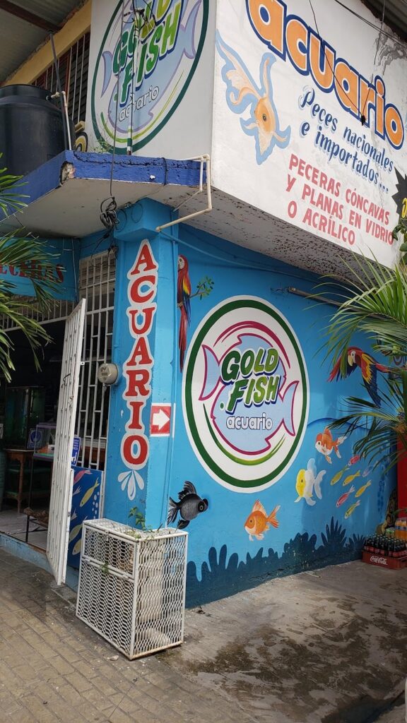 121640 goldfish acuario y mascotas 576x1024