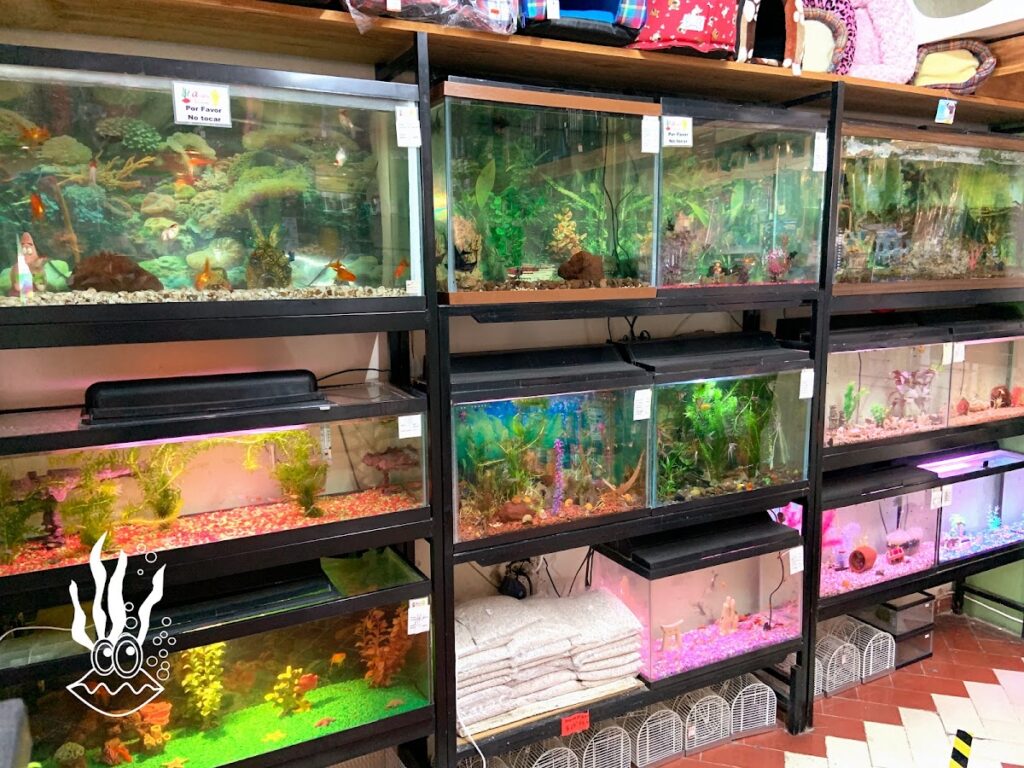 121672 acuario vision 1024x768
