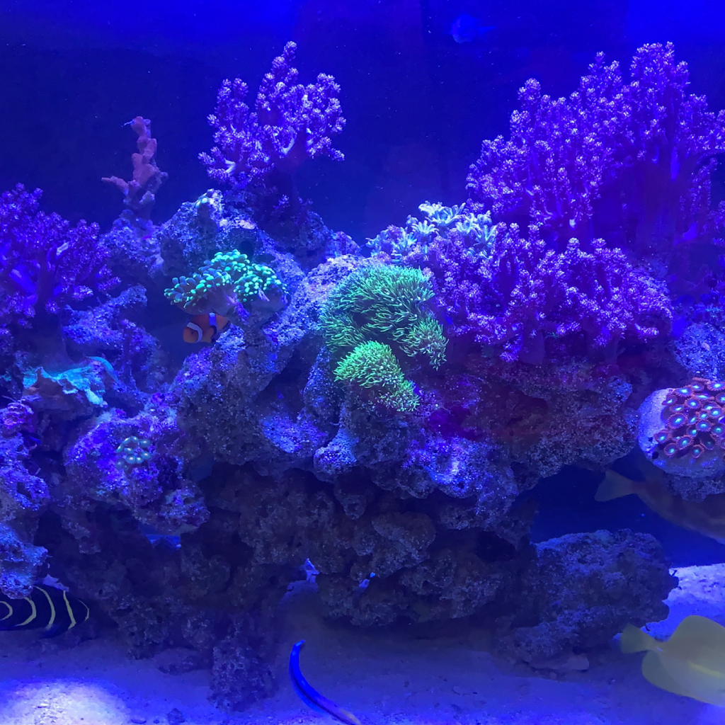 121700 aqua reef 1024x1024