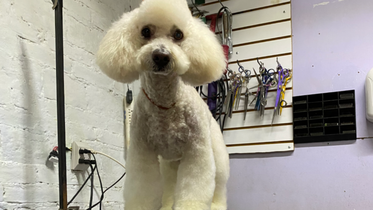 121719 estetica canina koko wash chilpancingo 768x433