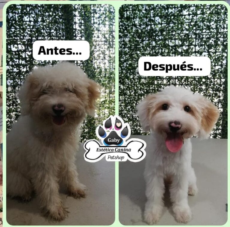 121795 pet shop y estetica canina gaby 768x758