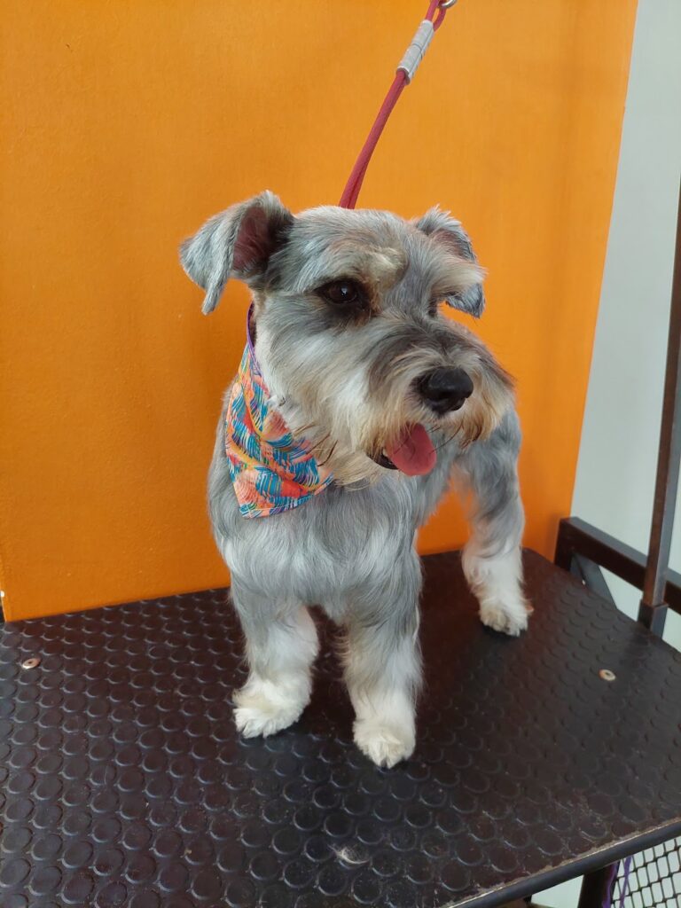 121814 pet house acuario grooming y accesorios 768x1024