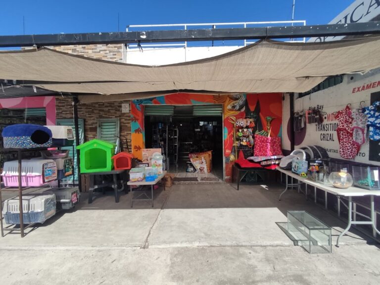 121856 anubis pet emporium✨ 768x576