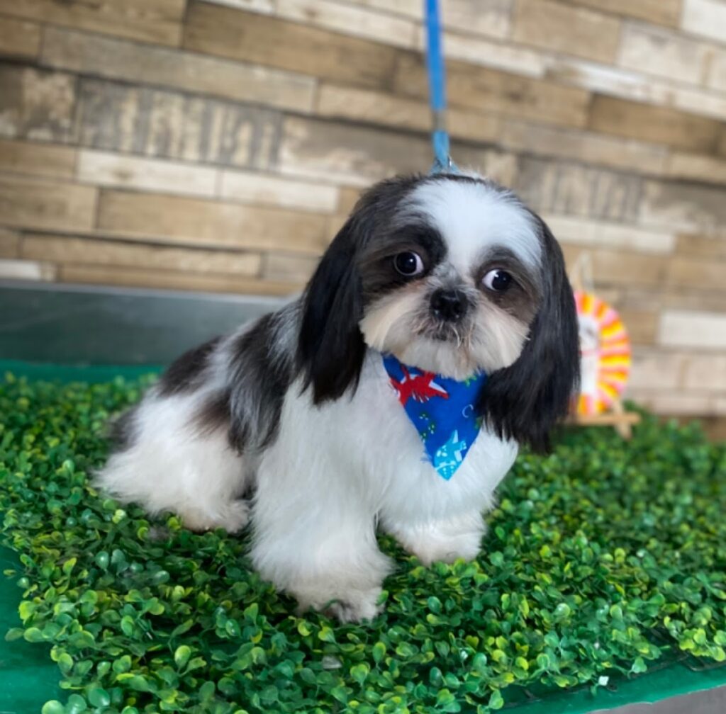 121911 pets mall spa reynosa 1024x1008