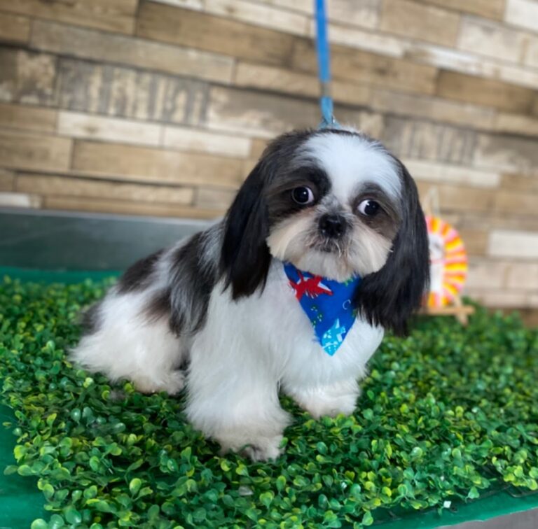 121911 pets mall spa reynosa 768x756