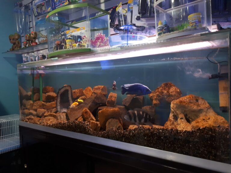 121923 acuario planeta azul 768x576