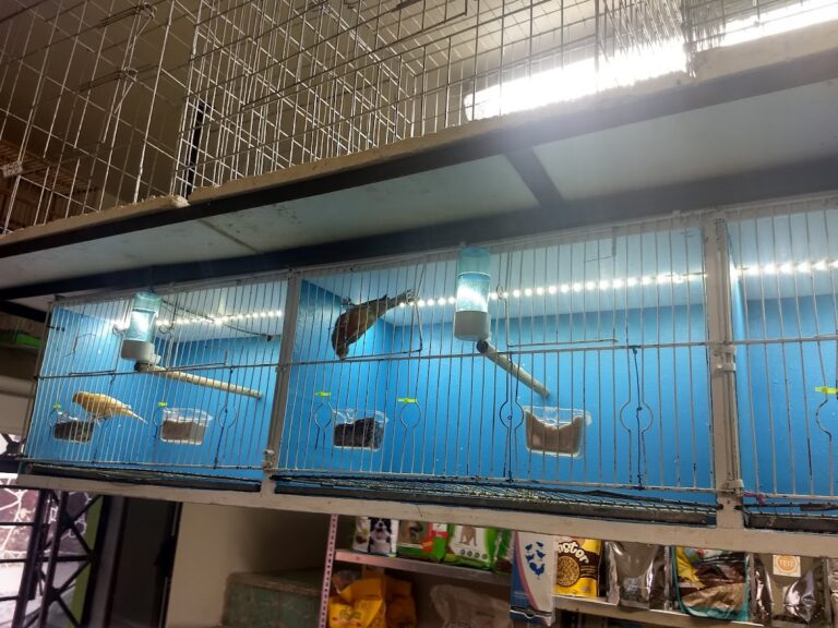 121936 animal store 768x576