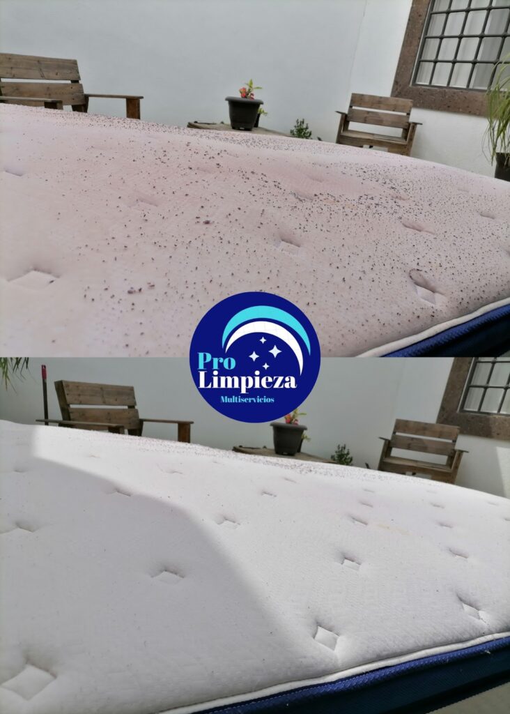 98282 pro limpieza multiservicios 732x1024